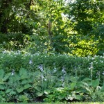 Massif de fleurs hautes devant un bosquet d'arbres