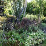 Massif de fleurs hautes devant un bosquet d'arbres