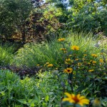 Massif de fleurs hautes et de graminées