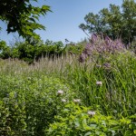 Massif de fleurs hautes et de graminées