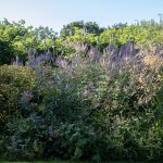 Massif de fleurs hautes aux tons violets clairs