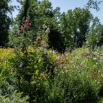 Massif de fleurs hautes aux tons roses, blancs