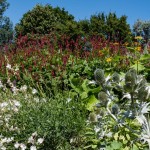 Grand massif de fleurs hautes