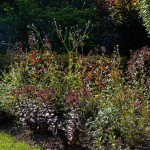 Massif de fleurs hautes