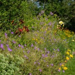 Massif de fleurs hautes mauves et jaunes