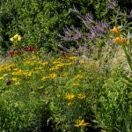 Massif de fleurs hautes jaunes, orangées et de graminées