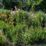 Massif de fleurs hautes et de graminées