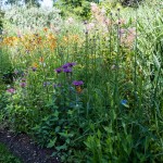 Massif de fleurs hautes de différentes couleurs et de graminées