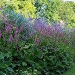 Massif de fleurs hautes mauves