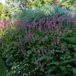Buisson de fleurs mauves