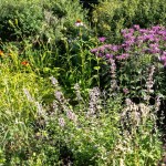 Massif de fleurs hautes notamment violettes