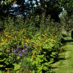 Massif de fleurs jaunes hautes à coté 'un gazon