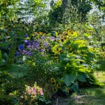Buisson de fleurs mauves et bleues